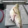 Atlantic cod