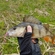 Eurasian perch