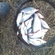 Roach