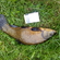 Tench
