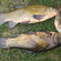 Tench