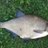 Carp bream