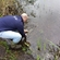 Carp bream