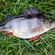 Eurasian perch