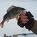 Eurasian perch
