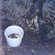 Roach