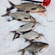 Carp bream