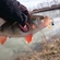 Eurasian perch