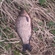 Crucian carp
