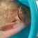Carp bream