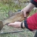 Tench