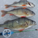 Eurasian perch