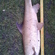 Barbel