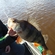 Eurasian perch