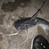 Wels catfish