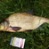 Carp bream