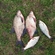 Carp bream