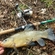 Tench