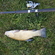 Tench