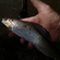 Grayling