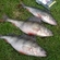 Eurasian perch