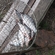 Carp bream