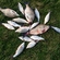 Carp bream