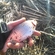 Roach
