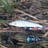 Grayling
