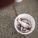 Roach