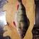 Eurasian perch
