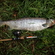 Atlantic salmon