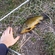 Tench