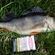 Eurasian perch