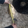 Crucian carp