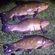 Tench