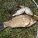Crucian carp