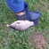 Prussian carp