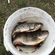 Eurasian perch