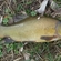 Tench