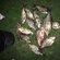 Carp bream