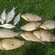 Prussian carp