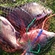 Carp bream