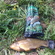 Tench