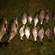Carp bream