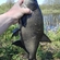 Carp bream