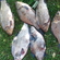 Prussian carp