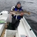 Atlantic cod