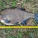 Carp bream
