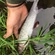 Grayling